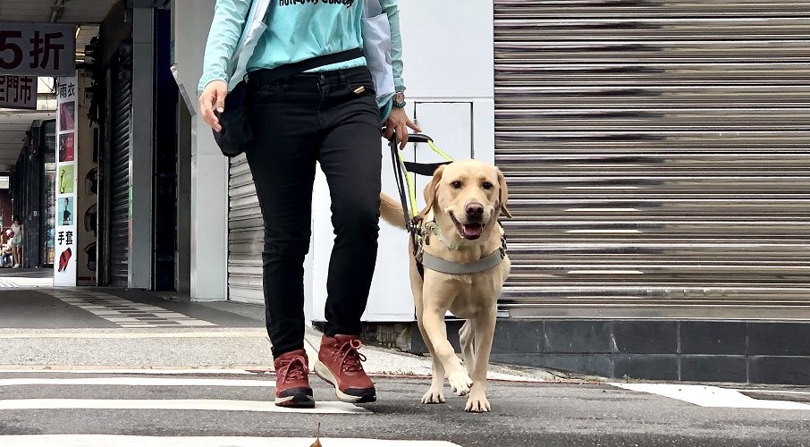 惠光导盲犬学校运用公益彩券挹注培育导盲犬